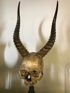 Real human skull with Antilope antlers