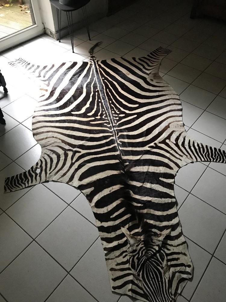 Burchill’s Zebra 
