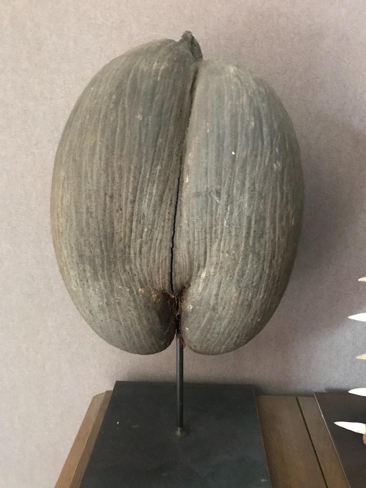 Coco de mer