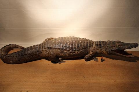 Crocodylus niloticus ( 140 cm )
