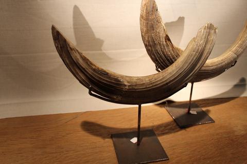 Giant Hyppopotamus teeth on stand