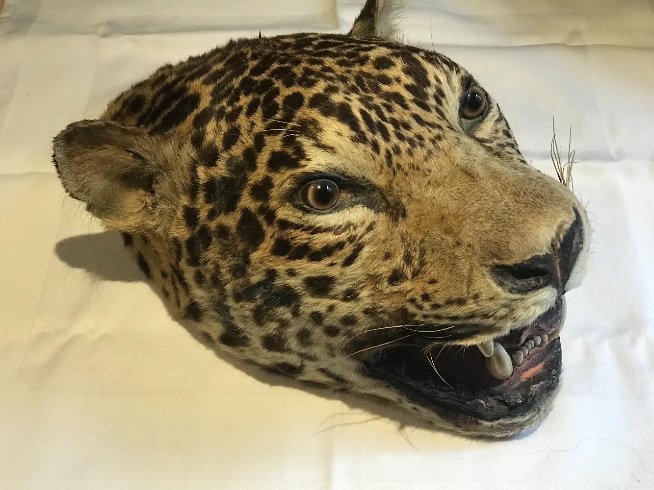 Jaguar Panthera Onca head